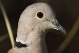 Collared Dove